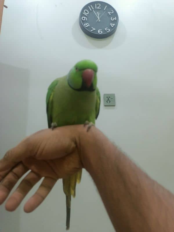 hand tame parrot male 11