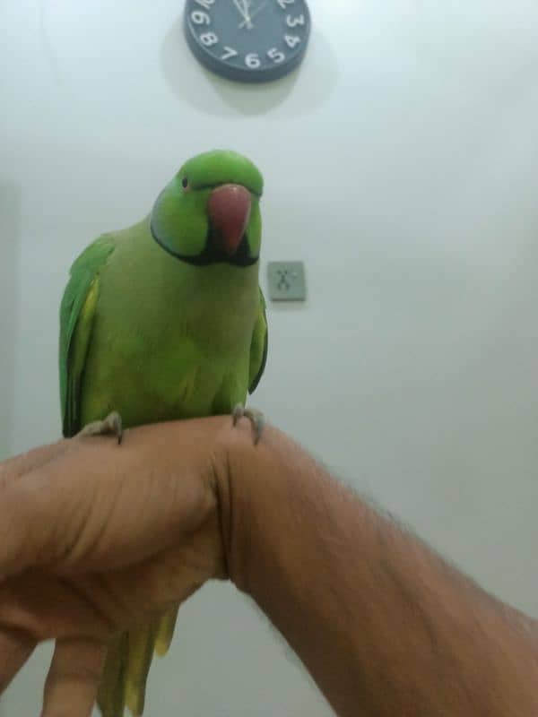 hand tame parrot male 12