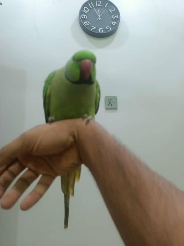 hand tame parrot male 13