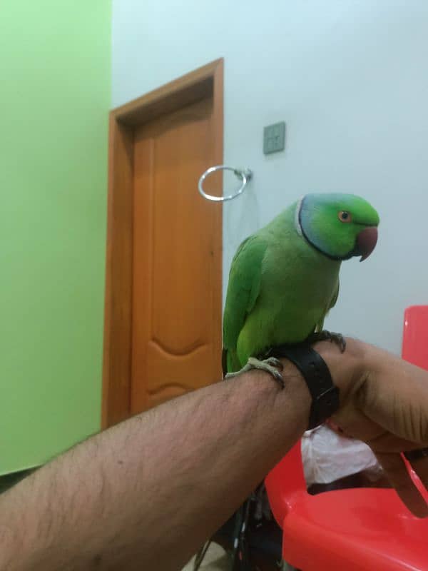 hand tame parrot male 14