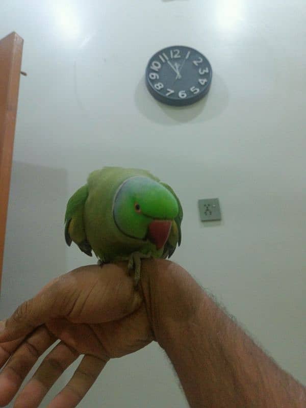 hand tame parrot male 15