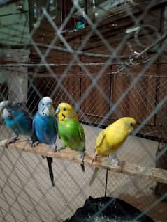 Australian parrot for sale