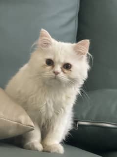  Harry up hereWhite Persian Cat 6 months fully vaccinated and trained