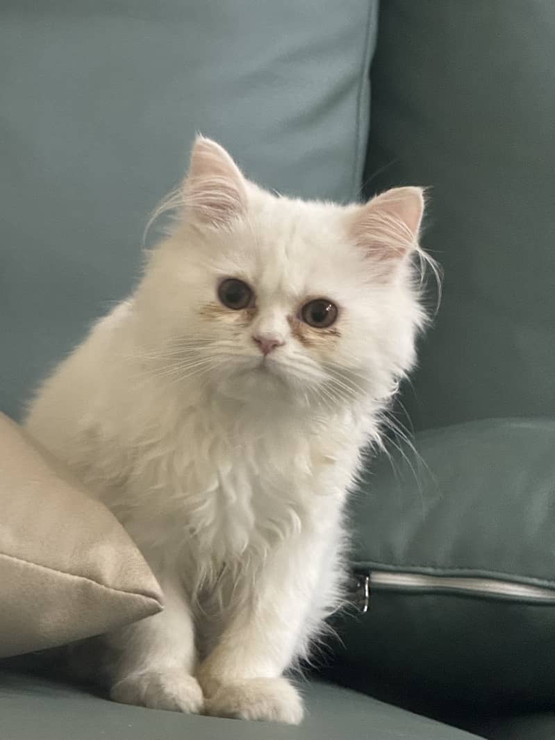 White Persian Cat 6 months fully vaccinated and trained 0