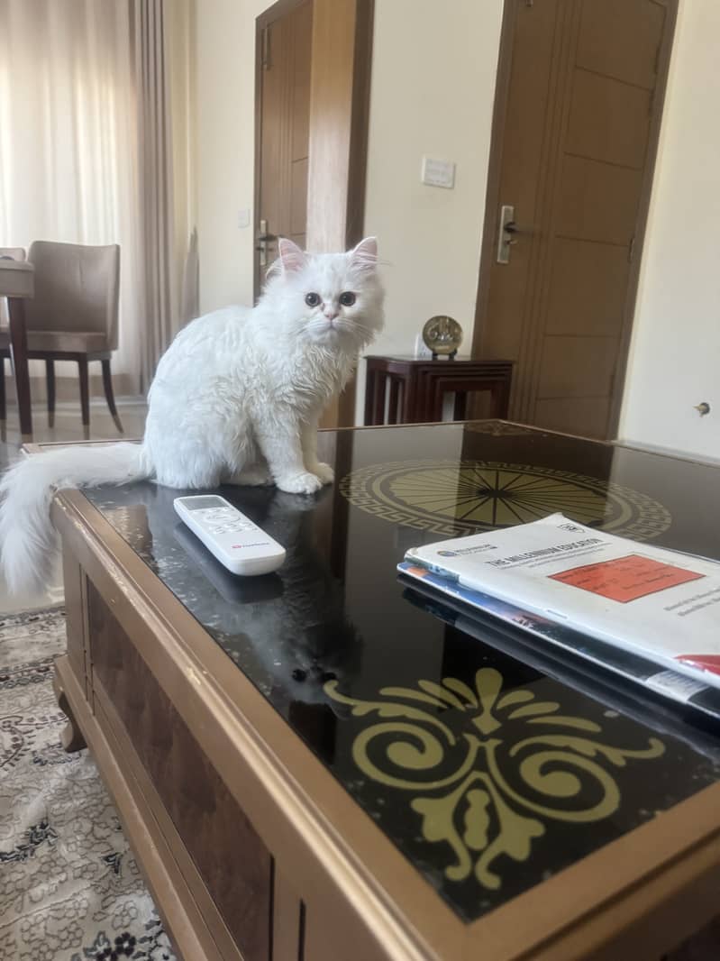 White Persian Cat 6 months fully vaccinated and trained 1