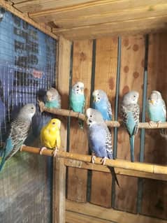 Australian parrots/love birds/cocktail box sale or Exchange possible