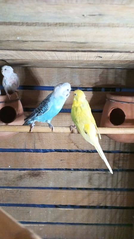 Australian parrots/love birds/cocktail box sale or Exchange possible 1