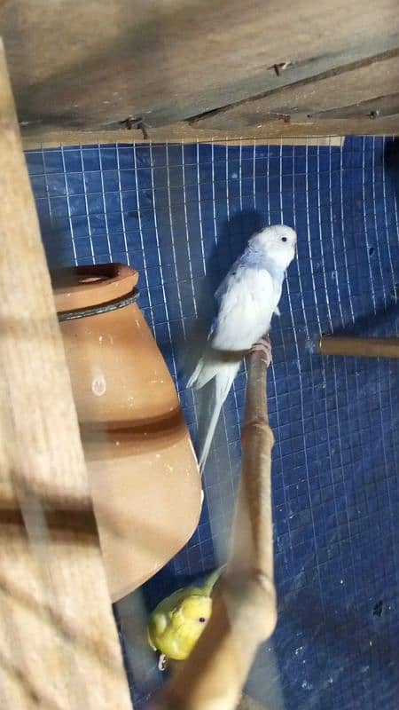 Australian parrots/love birds/cocktail box sale or Exchange possible 2