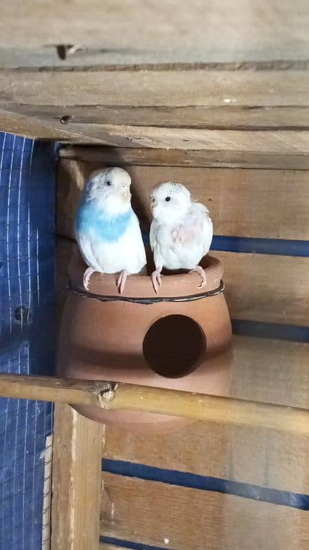 Australian parrots/love birds/cocktail box sale or Exchange possible 3