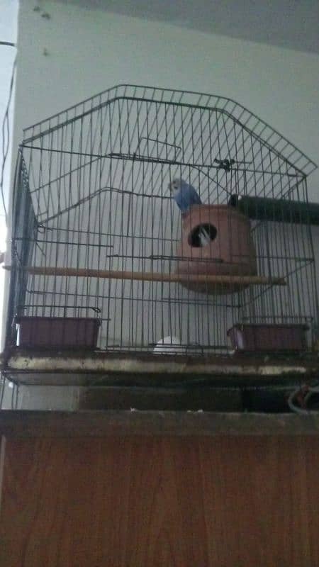 Australian parrots/love birds/cocktail box sale or Exchange possible 5