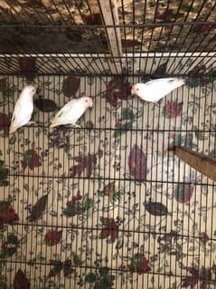 Albino red eyes breeder pair for sale