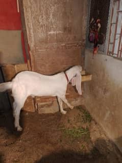 gulabi munda bakra goat