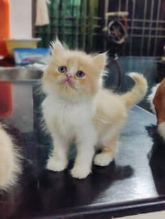 2 good quality Persian male cat