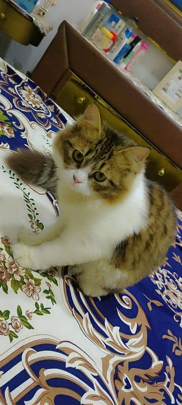 Pure cute Persian cat for sale 2