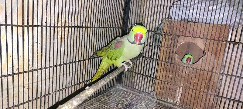 Tota Kashmiri Parrot 1