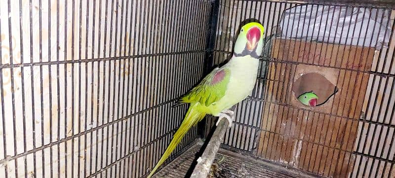 Tota Kashmiri Parrot 2