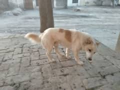 rosi dog