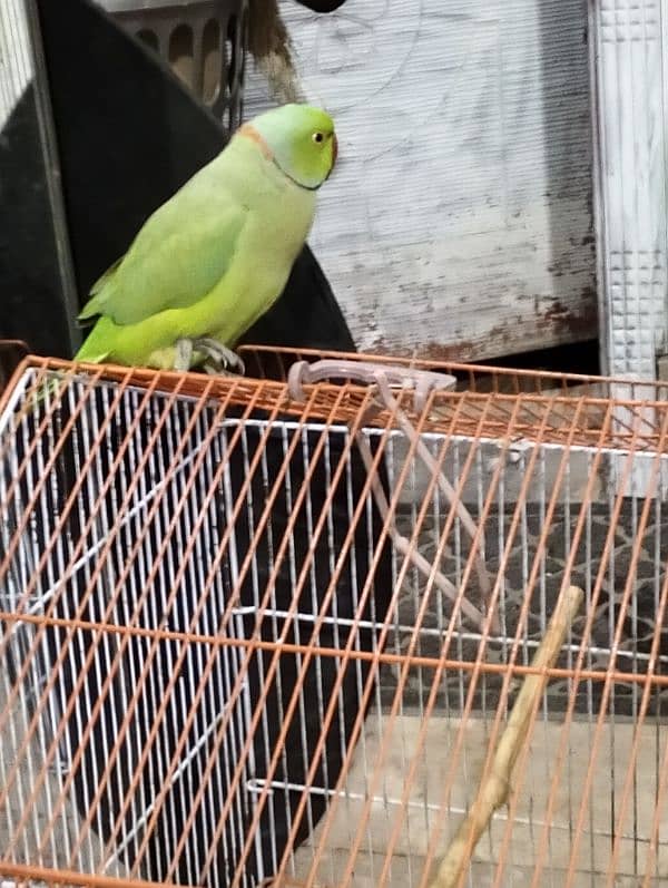 Raw parrot 2