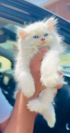 Cat/ Persian/ kittens/ Punch face/ triple coated(/ Blue Eyes/ Baby/