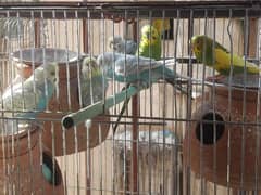 Australian Budgies available in different prices