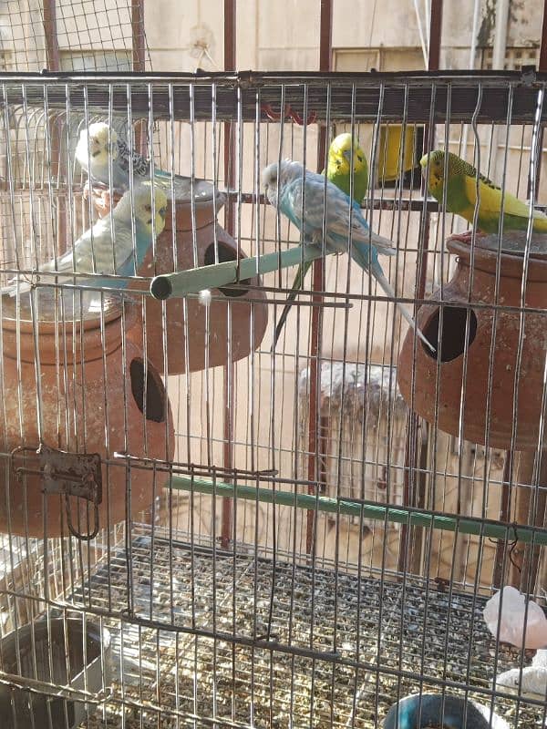 Australian Budgies available in different prices 1