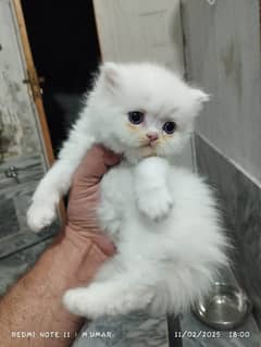 Cat/ Persian/ kittens/ Punch face/ triple coated\/ Blue Eyes/ Baby/