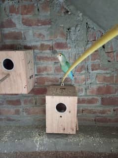 Love Bird Breader pair for sale. Rs= 15000