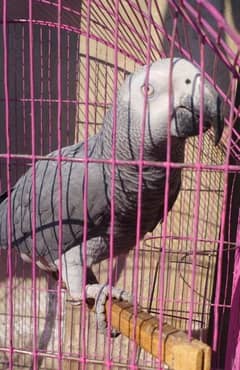 Congo African Gray parrot