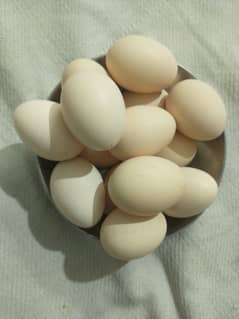 Aseel muska eggs