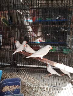 White chick and white common finch zebra java bird