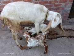 Pure dessi Bakri| Makhi Cheeni nasal| Goats|White Bakri