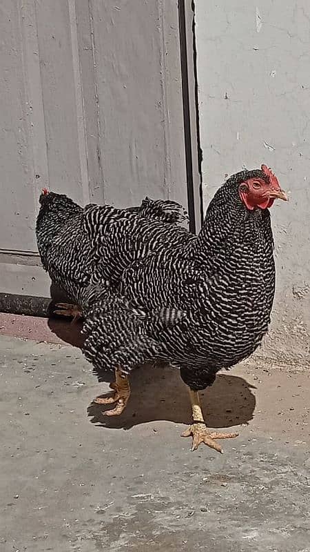 plymouth  heritage/silver laced wyandotte /light sussex 0