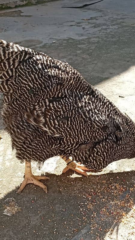 plymouth  heritage/silver laced wyandotte /light sussex 1
