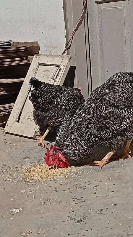 plymouth  heritage/silver laced wyandotte /light sussex 2