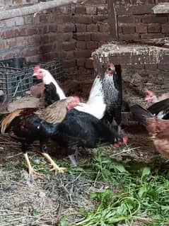 egg laying Desi murgia