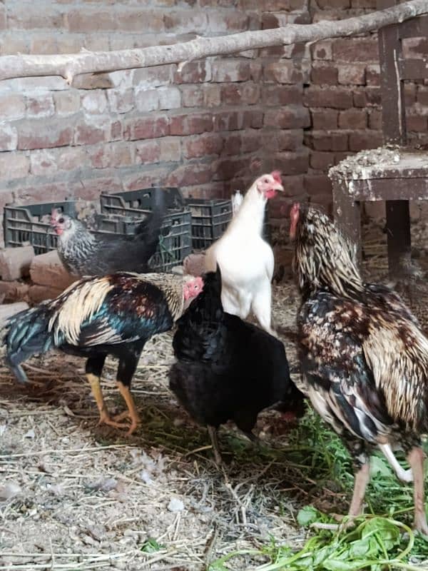 egg laying Desi murgia 1