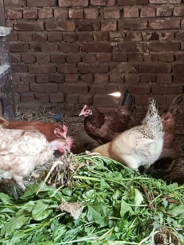 egg laying Desi murgia 5