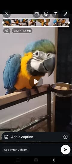 blue gold macaw African Grey yellow blue Cobalt voilet white lorry lor