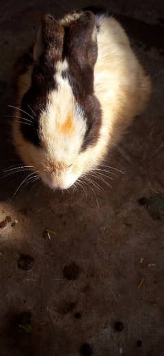 Desi rabbits breeder pairs