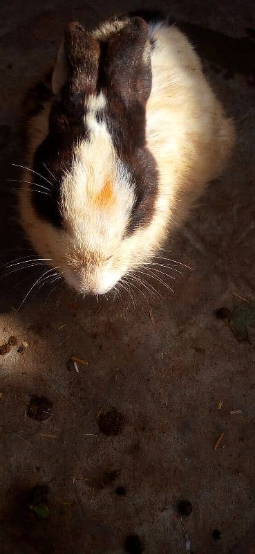 Desi rabbits breeder pairs 0