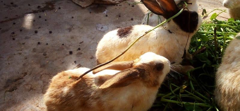 Desi rabbits breeder pairs 4