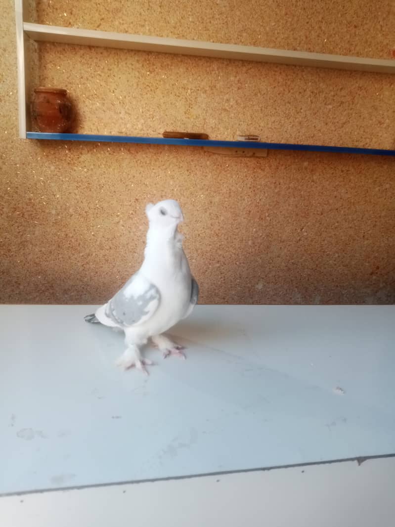 pigeon 2