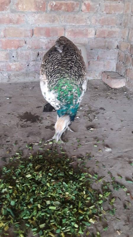 Black shoulder male peacock for sale and Exchangeable. 1