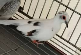 Pied Dove Breeder pair