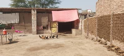 Desi Murgha Murghi Hen