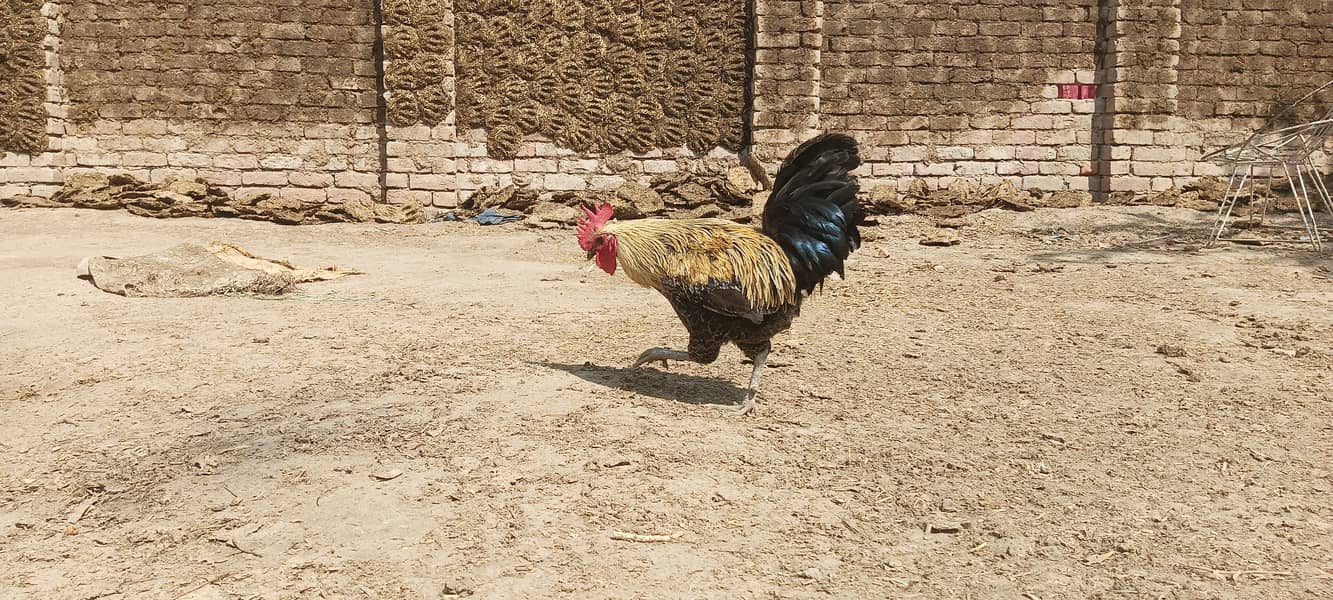 Desi Murgha Murghi Hen 1