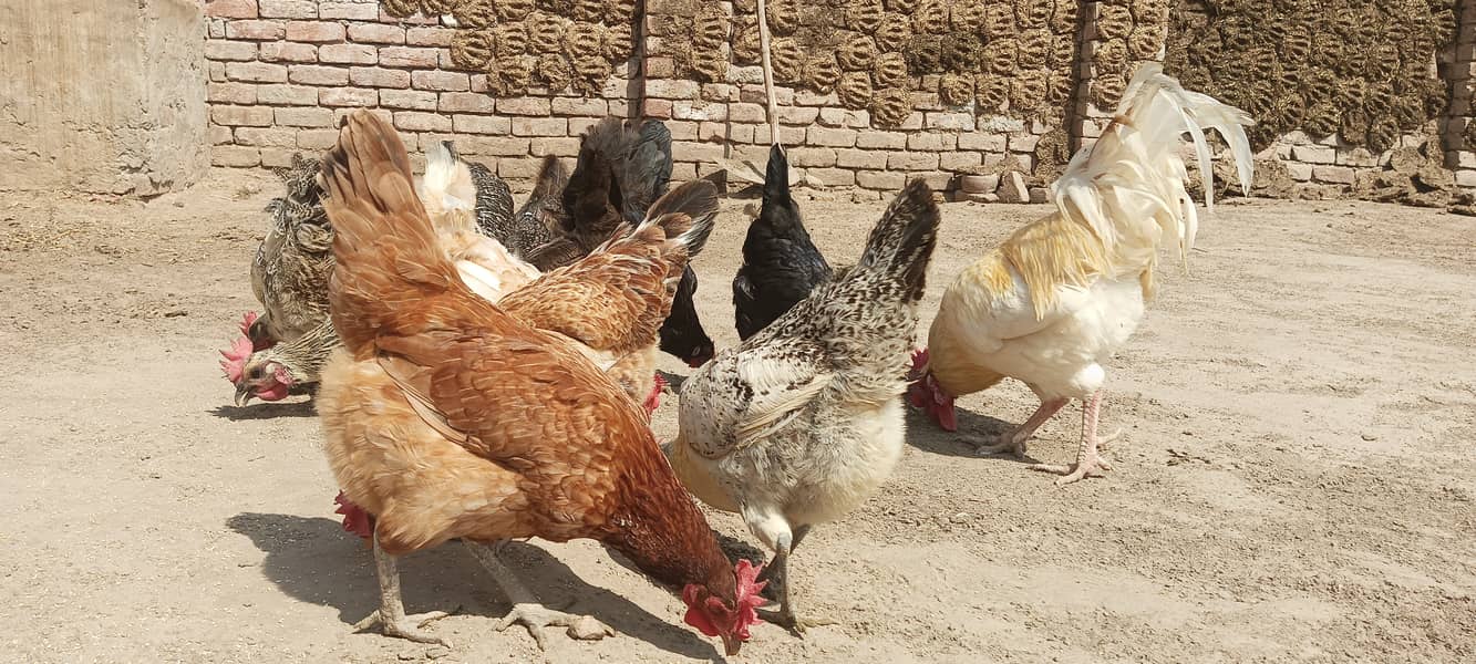 Desi Murgha Murghi Hen 2