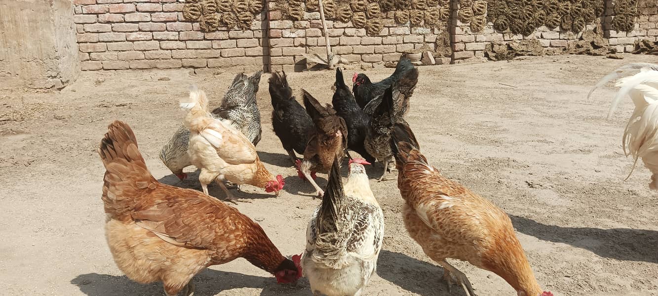 Desi Murgha Murghi Hen 4