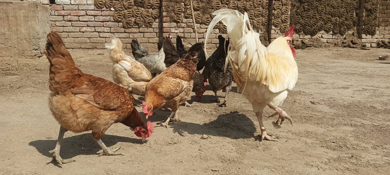 Desi Murgha Murghi Hen 5