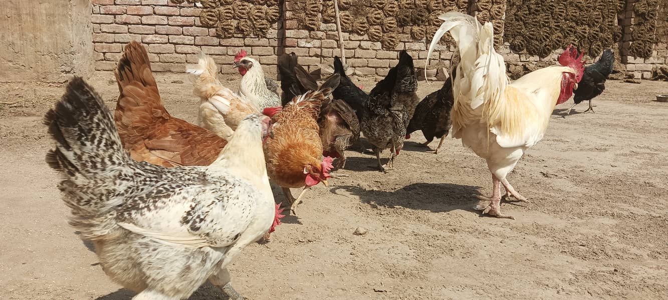 Desi Murgha Murghi Hen 6